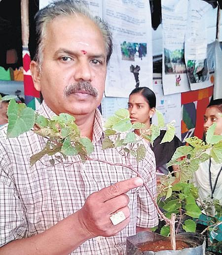 திராட்சையில் நோய் தாக்குதலை கட்டுப்படுத்த நவீன தொழில்நுட்பம்: வேர் செடிகள் பயன்பாடு அதிகரிப்பு