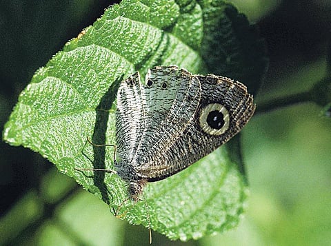 பூச்சி சூழ் உலகு 13: இருப்புக்கொள்ளாத வண்ணத்துப்பூச்சி