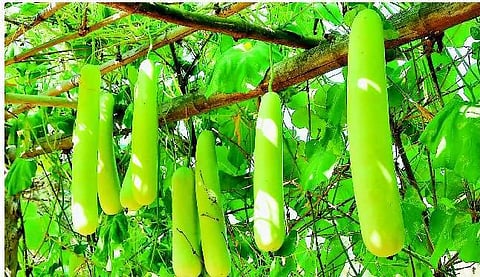 சத்துகள் நிறைந்த சுரைக்காயில் இருந்து மதிப்புகூட்டிய பொருட்கள்