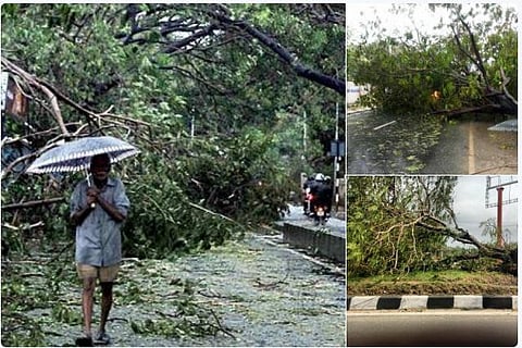 நெட்டிசன் நோட்ஸ்: வார்தா புயலும் வாழ்தலுக்கான பொருளை உணர்த்திய மரங்களும்