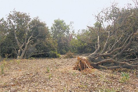 திருவள்ளூர் மாவட்டத்தில் புயலால் 4000 ஹெக்டேர் தோட்டக் கலை பயிர்கள் நாசம்: மா சாகுபடி கடுமையாக பாதிப்பு