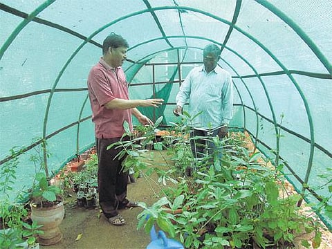 மத்திய அரசின் ஆரோக்கிய திட்டத்துக்கு பரிந்துரை: அரிய மூலிகைகளைப் பாதுகாக்க வீடுதோறும் தோட்டம்- 1,200 சித்த மருத்துவர்கள் மூலம் பரப்புரை