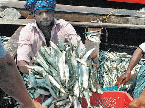 தமிழகம், புதுச்சேரிக்கு விற்பனைக்கு வரும் கேரள மீன்களில் ரசாயனப் பொருட்கள்: இரு மாநில முதல்வர்கள் தலையிட வலியுறுத்தல்