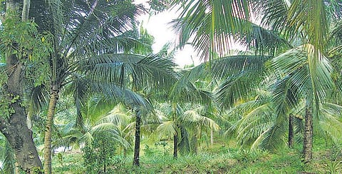 அந்தமான் விவசாயம் 14: வீட்டுத் தோட்ட வேளாண் காடு