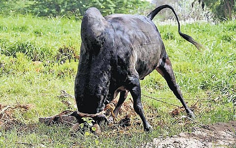 ஆண்டிபட்டி பகுதியில் தடையை மீறி ஜல்லிக்கட்டு நடத்த திட்டம்: காளைகளுக்கு தீவிர பயிற்சி