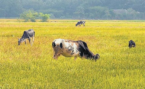 வறட்சியால் பறிக்கப்பட்ட வாழ்வாதாரம்: சாகுபடியை இழந்து தவிக்கும் திருவாரூர் விவசாயிகள்