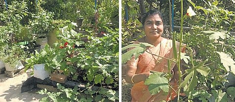 மாடித் தோட்டம்: சூட்கேஸ் கீரைகள்!