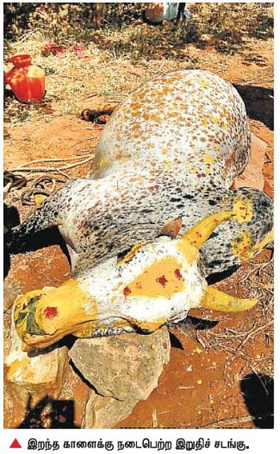 சின்னமனூர் அருகே ஜல்லிக்கட்டு காளை சாவு: கண்ணீர் மல்க நல்லடக்கம்