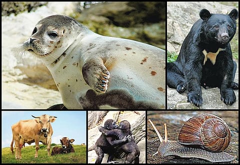 விலங்குகளின் விநோதப் பழக்கங்கள்!