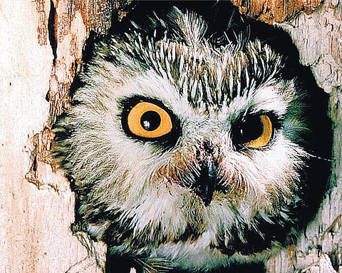 குழந்தைப் பாடல்: ஆலமர ஆந்தை