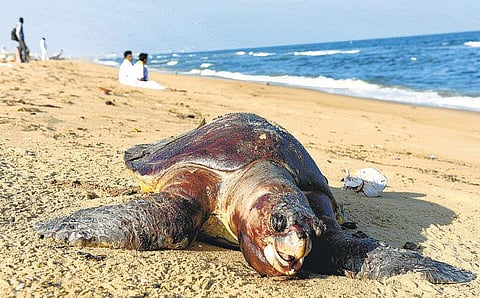 கடலில் மிதக்கும் எண்ணெயால் இறக்கும் ஆமைகள்: சுற்றுச்சூழல் பாதிக்கும் அபாயம்