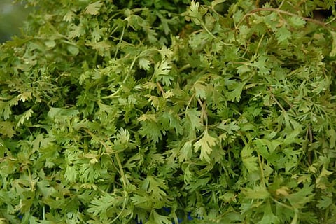 குறிப்புகள் பலவிதம்: வாடாத கொத்தமல்லி!