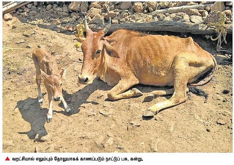நீலகிரி மாவட்டம் மசினக்குடியில் வறட்சியால் மடியும் நாட்டு மாடுகளைக் காப்பாற்ற முயற்சி: கர்நாடகத்தில் தீவனப்புல் வாங்கி இலவசமாக விநியோகிக்கும் பெண்