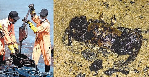 3 மாதங்களுக்கு மீன் சாப்பிடக் கூடாது: விஞ்ஞானி எச்சரிக்கை