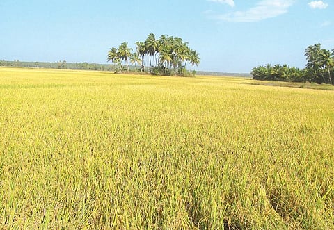 தேரூர், மணவாளக்குறிச்சி பகுதியில் வறட்சியிலும் மீண்ட நெற்பயிர்கள்: தட்டுப்பாடால் நிலவும் விலை உயர்வு விவசாயிகளுக்கு ஆறுதல்