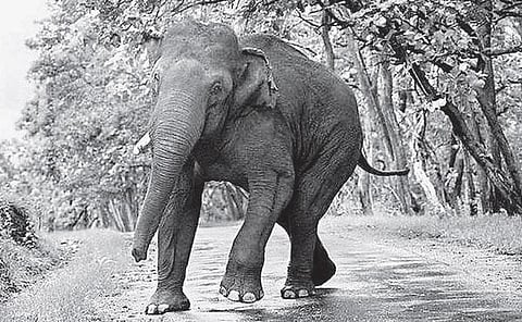 பெருமாள்: காட்டுயிர்களை மதித்த ஒளிப்படக் கலைஞர்