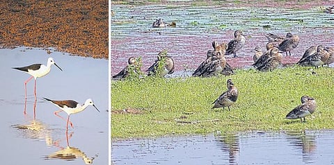 தாமிரபரணியில் 57 இனங்களை சேர்ந்த 8,256 பறவைகள்: கணக்கெடுப்பில் தகவல்