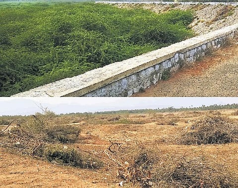 வெட்டப்பட்டு நீர்நிலைகளில் கிடக்கும் சீமைக்கருவேல மரங்களை முழுமையாக அகற்றுவது எப்போது?