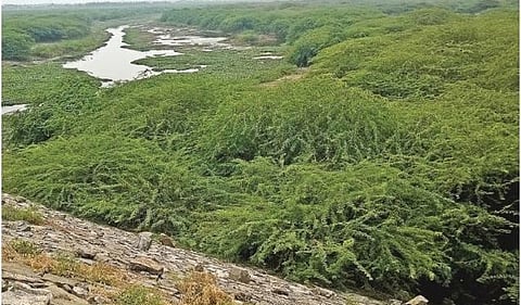 சென்னையில் உள்ள சீமை கருவேல மரங்களை 15 நாட்களில் அகற்ற மாவட்ட ஆட்சியர் உத்தரவு