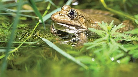 காரணம் ஆயிரம்: செத்துப் பிழைக்கும் தவளைகள்