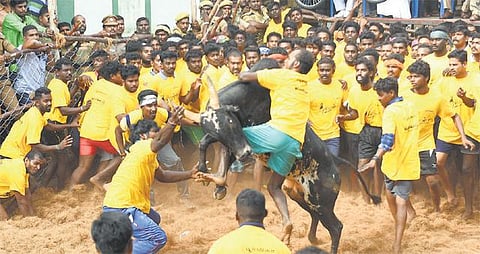 ஜல்லிக்கட்டு சட்டத்துக்கு எதிராக வழக்கு: பீட்டா அமைப்பு தீவிர ஆலோசனை