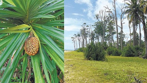 அந்தமான் விவசாயம் 22: தாழை ஒரு அட்சய பாத்திரம்