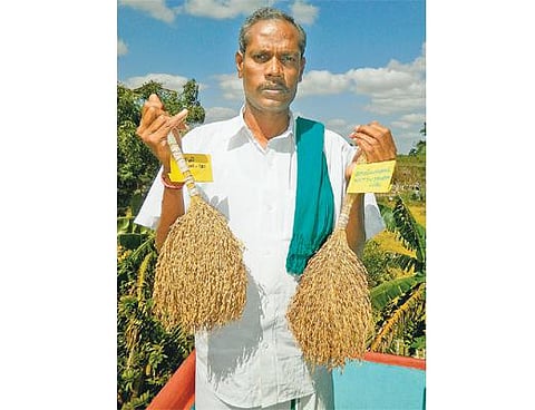 169 பாரம்பரிய நெல் ரகங்களை மீட்ட சாதனை மனிதர் ‘நெல்’ ஜெயராமன் புற்றுநோயால் அவதிப்படும் பரிதாபம்