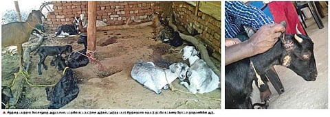 பகல் நேரத்திலேயே ஆடுகளை தூக்கிச் செல்லும் சிறுத்தைகள்: பரிதவிக்கும் அய்யம்பதி பழங்குடி மக்கள்