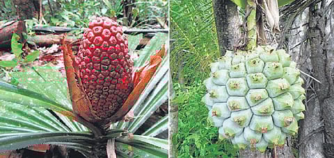 அந்தமான் விவசாயம் 23: தாழையைச் சாப்பிடும் ஆதிகுடிகள்