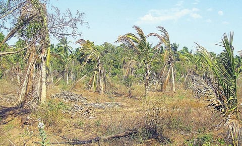 வறட்சியை தாக்குப் பிடிக்க முடியாமல் 3 லட்சம் தென்னை மரங்கள் கருகின: பேரிழப்பால் தவிக்கும் குமரி விவசாயிகள்