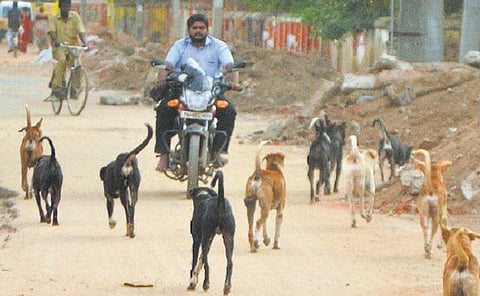 நாய்க்கடியால் ஆண்டுக்கு 24 லட்சம் பேர் பாதிப்பு: தமிழகத்தில் நடக்கும் ரேபிஸ் உயிரிழப்புகள்