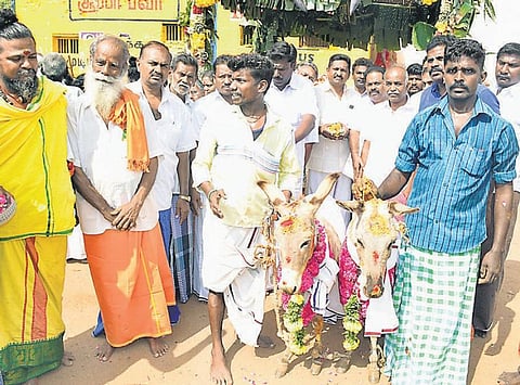 மழை பெய்ய வேண்டி கழுதைகளுக்கு திருமணம்: அலங்காநல்லூரில் விநோதம்