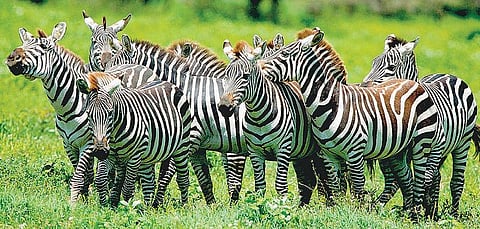 நம்ப முடிகிறதா: மழை வைட்டமின்!