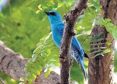 விருதுநகர் மாவட்டத்துக்கு படையெடுத்து வரும் அரிய வகை பறவைகள்: வருடாந்திர கணக்கெடுப்பில் தகவல்