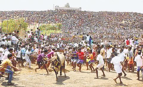 அரளிப்பாறையில் சீறிப் பாய்ந்த காளைகள்: மலை மீது அமர்ந்து ஆயிரக்கணக்கான மக்கள் பார்த்தனர்