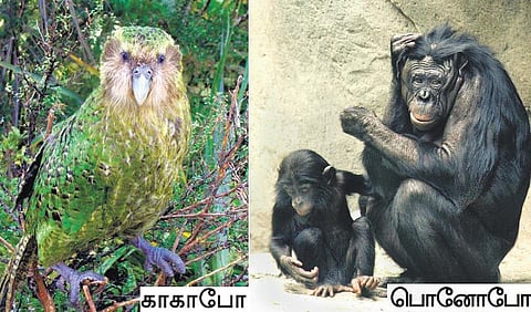 இந்த உயிரினங்களைத் தெரியுமா?