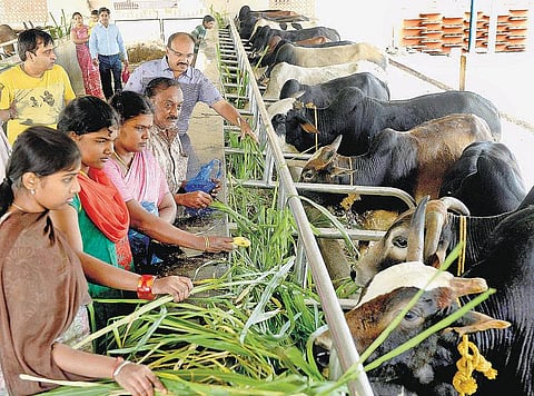 மெட்றாஸ் அந்த மெட்ராஸ் 31: வயதான கால்நடைகளை பராமரிக்க ‘பிஞ்ச்ராபோல்’