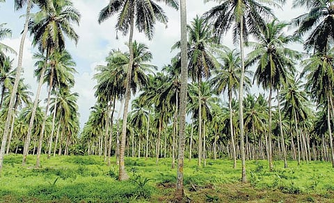 அந்தமான் விவசாயம் 25: முகவரி தரும் தென்னை வகைகள்