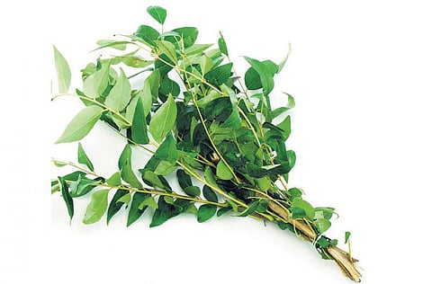 குறிப்புகள் பலவிதம்: வாடாத கறிவேப்பிலை!