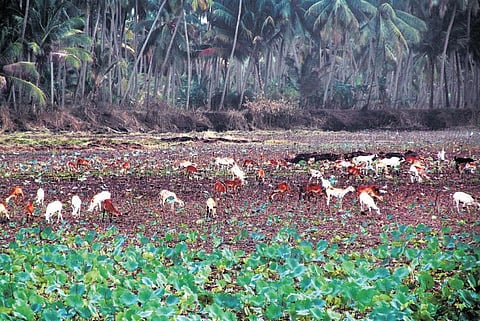 குமரியில் கடும் வறட்சியால் மேய்ச்சல் நிலமாக மாறிய குளங்கள்: தண்ணீரின்றி 50 சதவீத பயிர்கள் கருகின