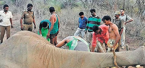 ஒகேனக்கல் வனத்தில் ஆண் யானை பலி