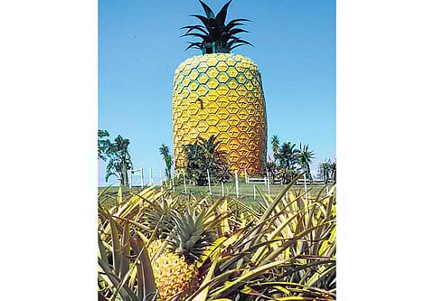 பிரம்மாண்ட அன்னாசிப் பழம்!