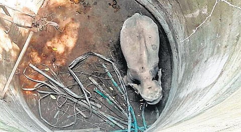 கிணற்றில் தவறி விழுந்த யானையை மீட்க வனத் துறையினர் தீவிர முயற்சி