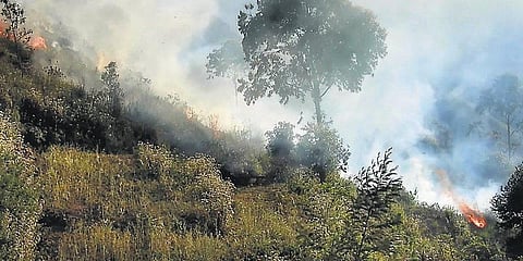 கொடைக்கானல் மலைப் பகுதியில் தீ: கட்டுக்குள் கொண்டுவந்த வனத்துறையினர்