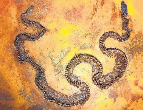 மர்ம முடிச்சுகளை அவிழ்த்த புதைபடிவம்!