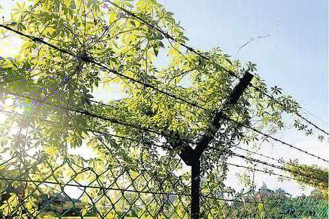 தொட்டனைத்து ஊறும் அமிழ்தம் 27: காற்றுத் தடுப்பு - எதில் கூடுதல் கவனம் தேவை?