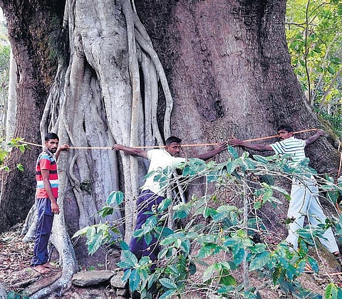 எல்லை வரையறுக்கப் புலிக்கு உதவும் மரம்