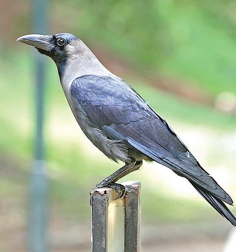 காலத்தின் வாசனை: அது வேறு காலம்.. அது வேறு காக்கை!