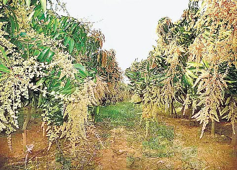 அடர் நடவு முறையில் ‘மா’வில் மகசூல் அள்ளலாம்: இரட்டிப்பு லாபம் என்பதால் தோட்டக்கலைத் துறை பரிந்துரை