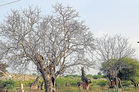 பசுமை போர்வை நீக்கத்தால் அதிகரிக்கும் கதிர் வீச்சு: நாளுக்கு நாள் வெயில் சுட்டெரிப்பது ஏன்?